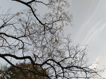 Low angle view of silhouette bare tree against sky