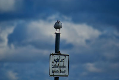 Seagull perching on a sign