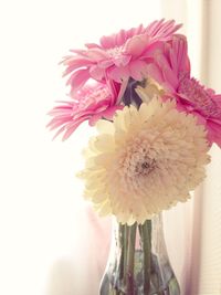 Close-up of pink flower