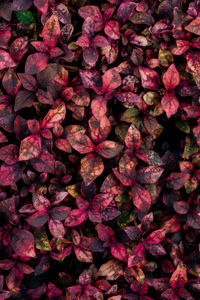 Full frame shot of pink flowers