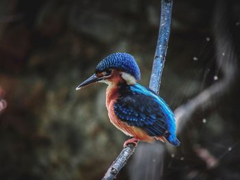 Close-up of bird perching on branch
