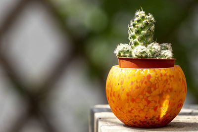 Close-up of succulent plant in pot
