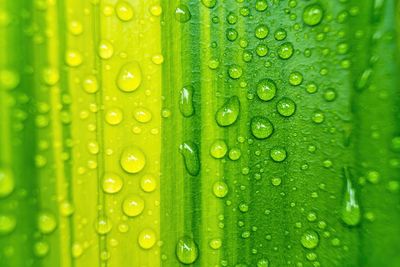 Close-up of water drops on leaf