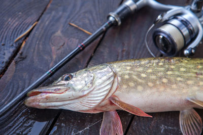 Close-up of fish