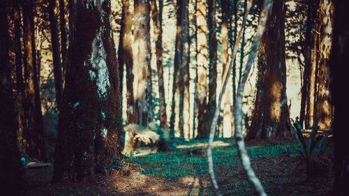 Panoramic view of trees in forest