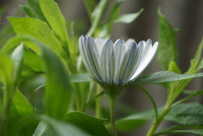 Close-up of white flower blooming outdoors