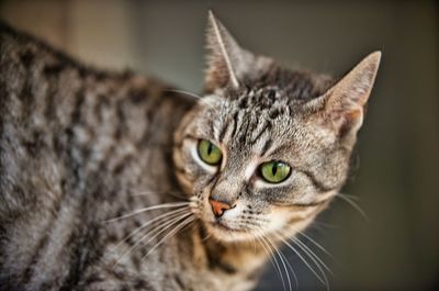 Close-up portrait of a cat