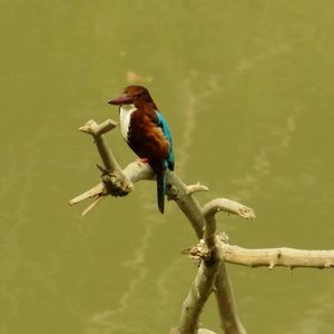 Close-up of bird perching on branch