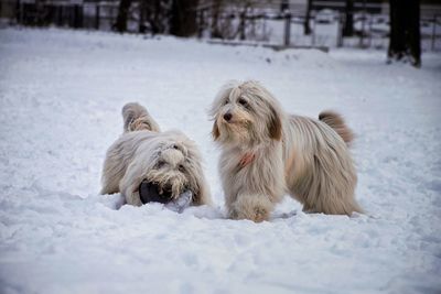 Dogs on snow covered landscape during winter