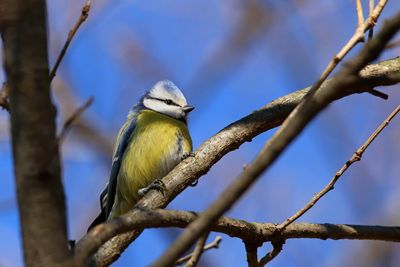 Low angle view of bird perching on branch