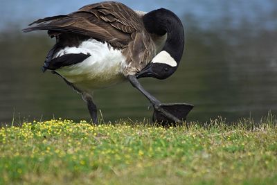 Close-up of bird on grass