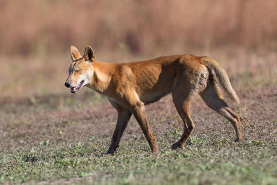 Side view of dog running on field