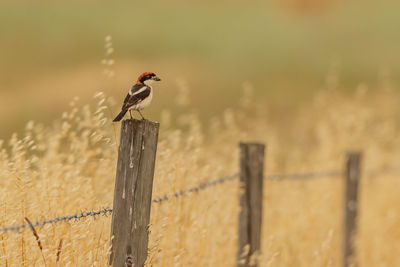 Bird perching on wooden post