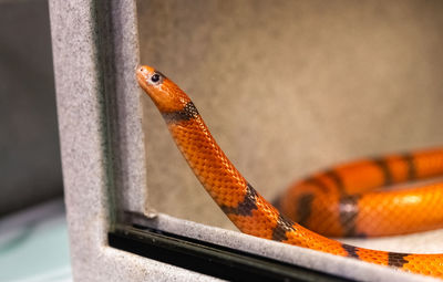 Close-up of lizard on wall