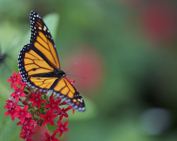 Close-up of butterfly pollinating on flower