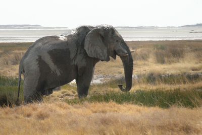 Elephant on field against clear sky