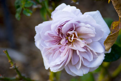 Close-up of pink rose