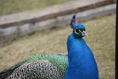 Close-up of a peacock details blue exotic bird 