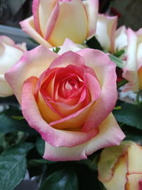 Close-up of pink rose