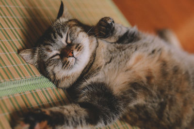 High angle view of cat relaxing on couch