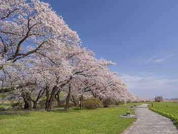 View of cherry blossom tree in park