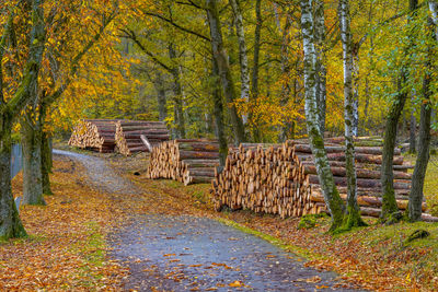 Dreamy autumn forest scenery in sauerland nrw germany, wood, log, timber industry