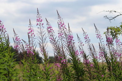 Low angle view of flowering plants on field against sky