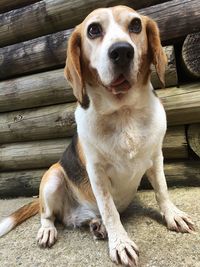 Portrait of dog sitting on wood