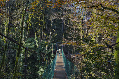 Footbridge amidst trees in forest