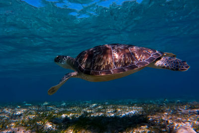 Close-up of turtle swimming in sea