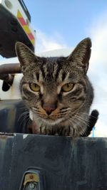 Close-up portrait of a cat