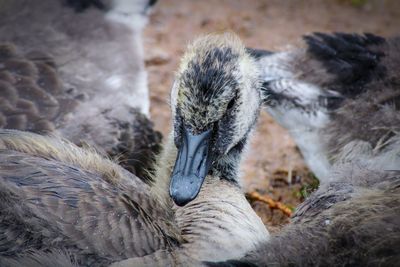 Close-up of a birds canada geese gosling's 