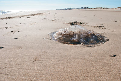 View of crab on beach