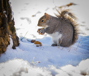 Close-up of squirrel on snow