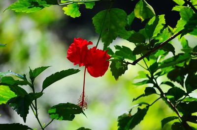 Close-up of red hibiscus blooming outdoors