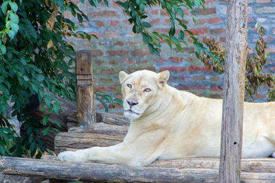 Portrait of lion relaxing by plants