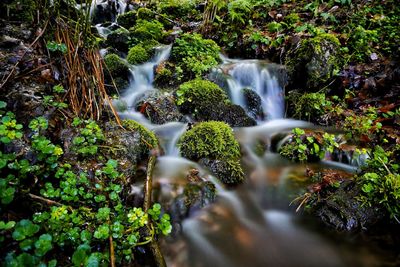 View of waterfall in forest