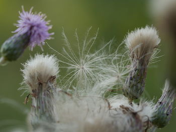 Close-up of dandelion against blurred background