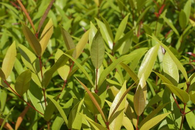 Close-up of green leaves