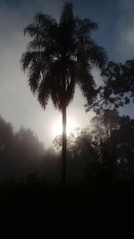 Low angle view of silhouette trees against sky