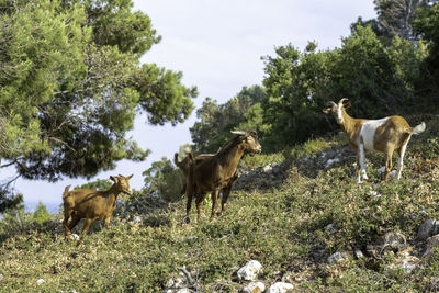 Small herd of goats standing on a hill, looking into camera.