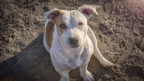 A close up portrait of a happy dog on the beach summer vacation