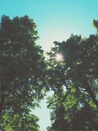 Low angle view of trees against sky