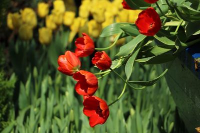 Close-up of red flowers blooming outdoors