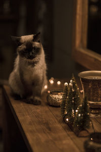 Cat sitting on table at home