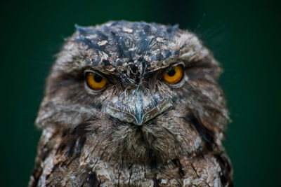 Close-up portrait of owl