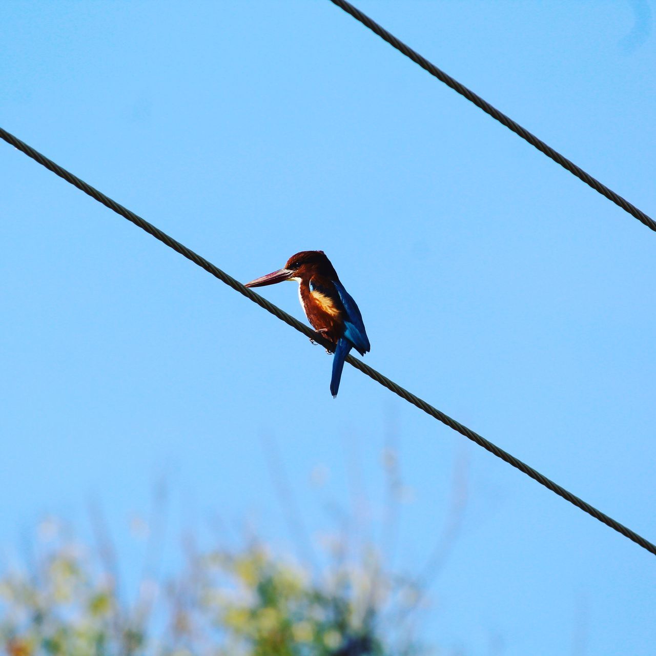 one animal, animals in the wild, animal themes, bird, animal wildlife, perching, nature, no people, low angle view, clear sky, outdoors, tree, day, sky