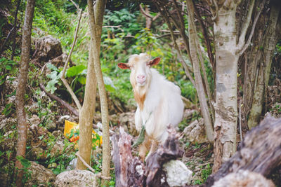 Close-up of horse standing in forest