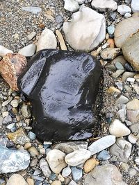 Close-up of turtle in water