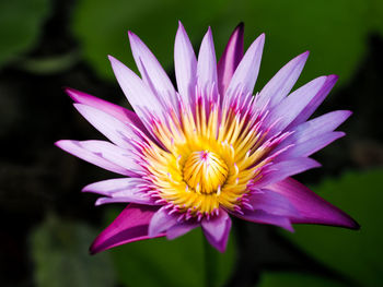 Close-up of pink water lily